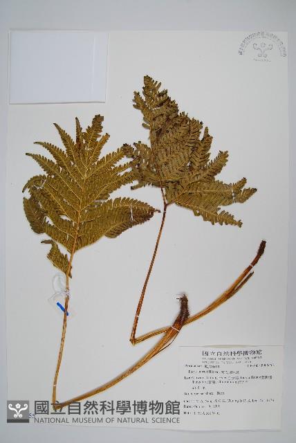 傅氏鳳尾蕨藏品圖，第1張