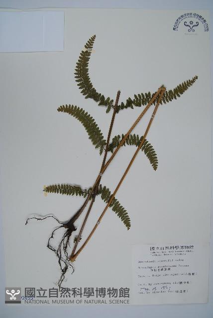 亞粗毛鱗蓋蕨藏品圖，第1張