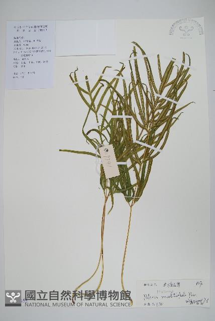 鳳尾蕨藏品圖，第1張