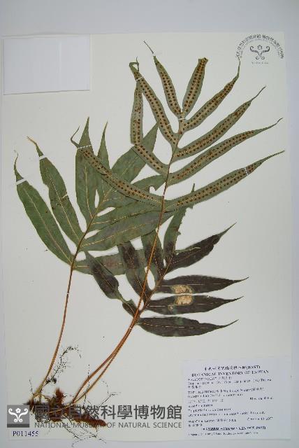 掌葉茀蕨藏品圖，第1張