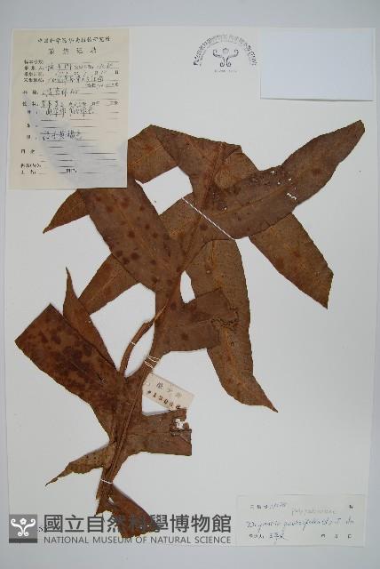 團葉槲蕨藏品圖，第1張