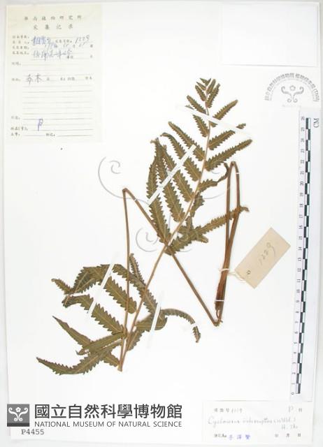 鐵毛蕨、毛蕨藏品圖，第1張