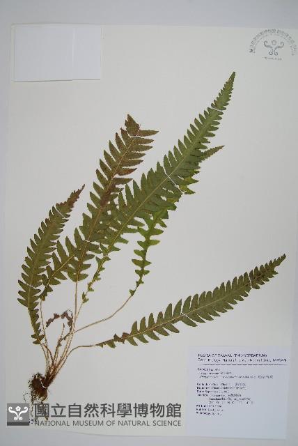 翅軸假金星蕨、短柄卵果蕨藏品圖，第1張