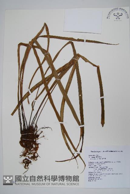 書帶蕨藏品圖，第1張