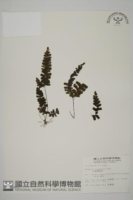 長尾鐵線蕨藏品圖，第1張