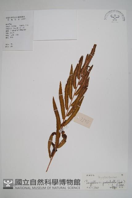柄葉鱗毛蕨藏品圖，第1張