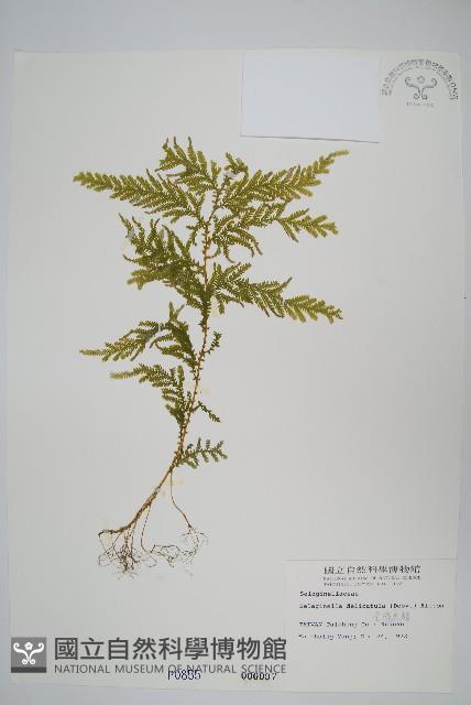 全緣卷柏藏品圖，第1張