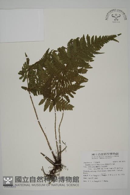 愛德氏肋毛蕨藏品圖，第1張