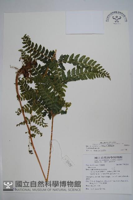 毛囊鱗蓋蕨藏品圖，第1張