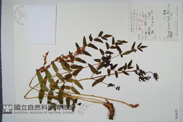 紫萁藏品圖，第1張