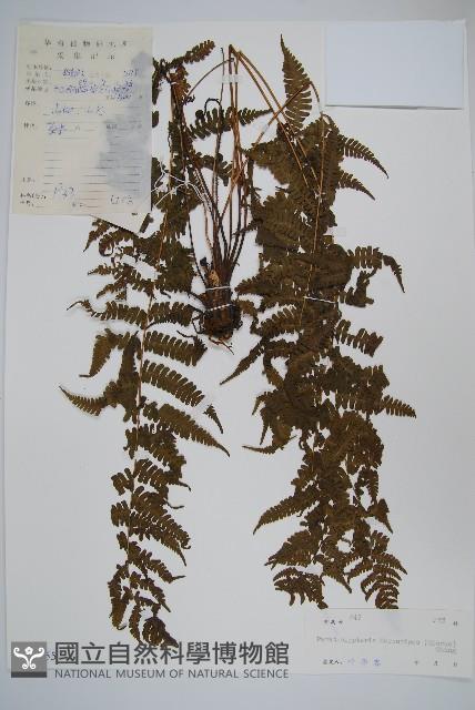 毛腳金星蕨藏品圖，第1張