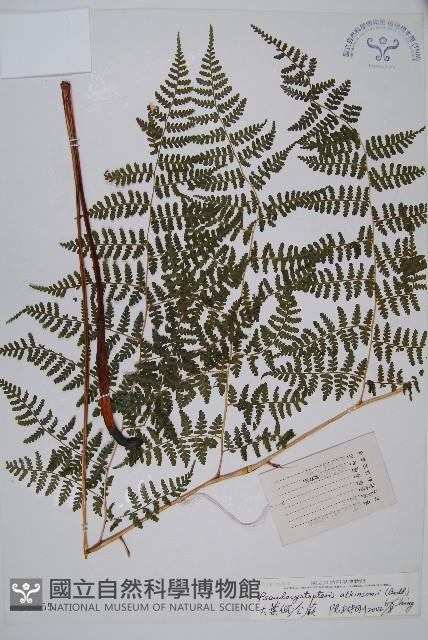 假冷蕨藏品圖，第1張
