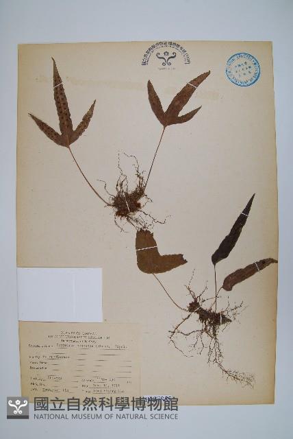三葉茀蕨藏品圖，第1張