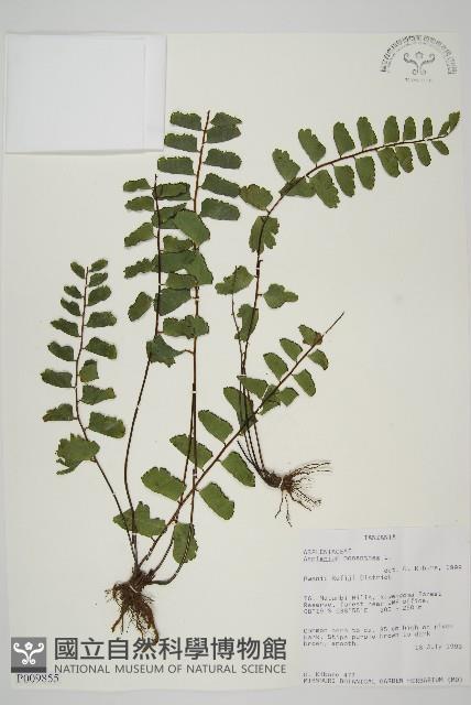 登錄號:P009855藏品圖，第1張