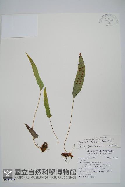 三葉茀蕨藏品圖，第1張