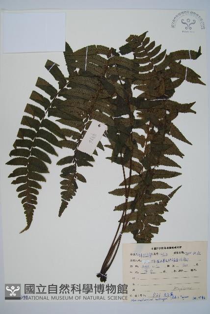 毛柄蹄蓋蕨藏品圖，第1張