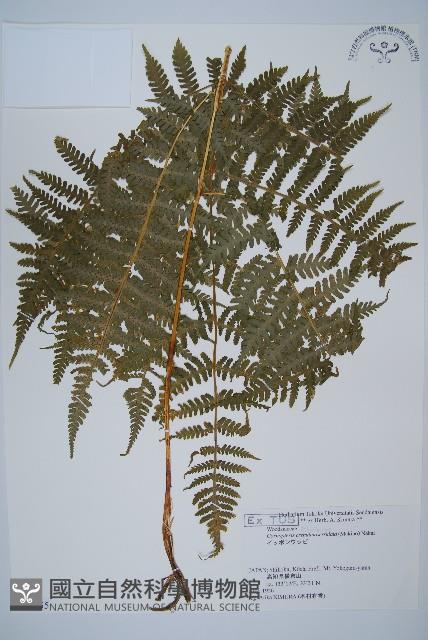 東北角蕨藏品圖，第1張