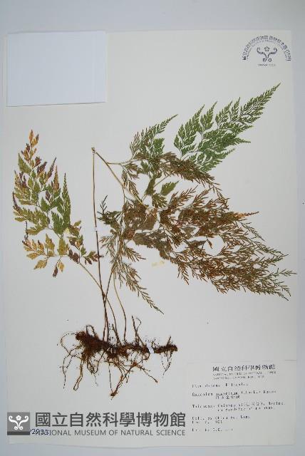 日本金粉蕨藏品圖，第1張