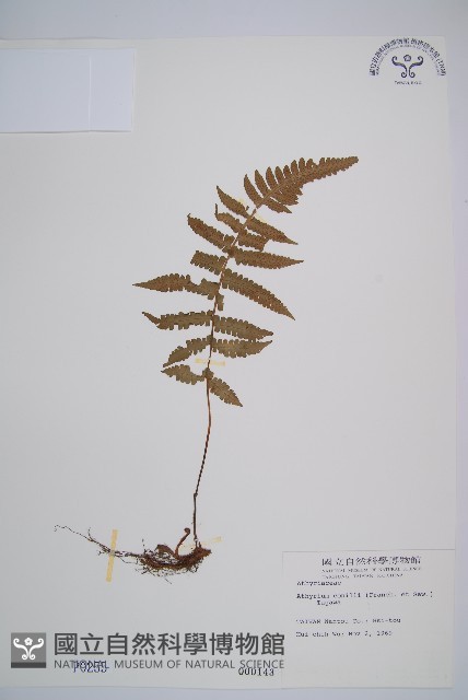 登錄號:P000255藏品圖，第1張