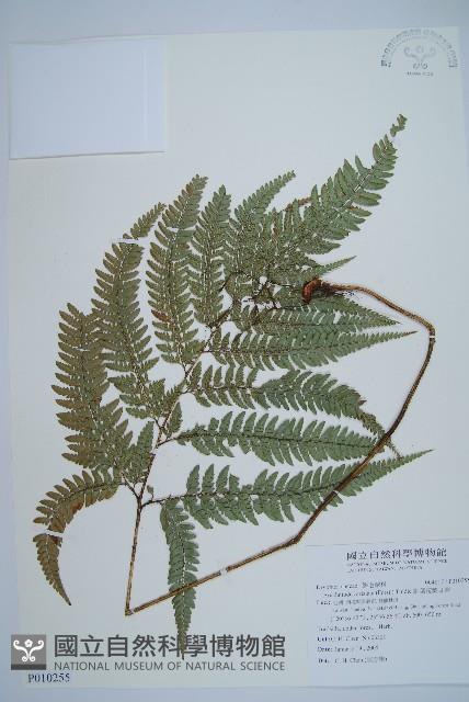 細葉複葉耳蕨藏品圖，第1張