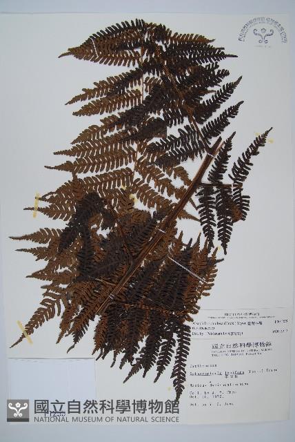 臺灣桫欏藏品圖，第1張