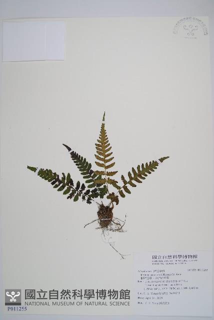 假蹄蓋蕨、東洋蹄蓋蕨藏品圖，第1張