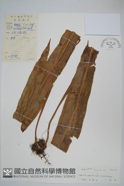 大星蕨藏品圖，第1張