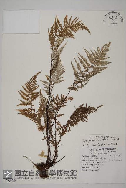 Silver fern Collection Image, Figure 1, Total 5 Figures