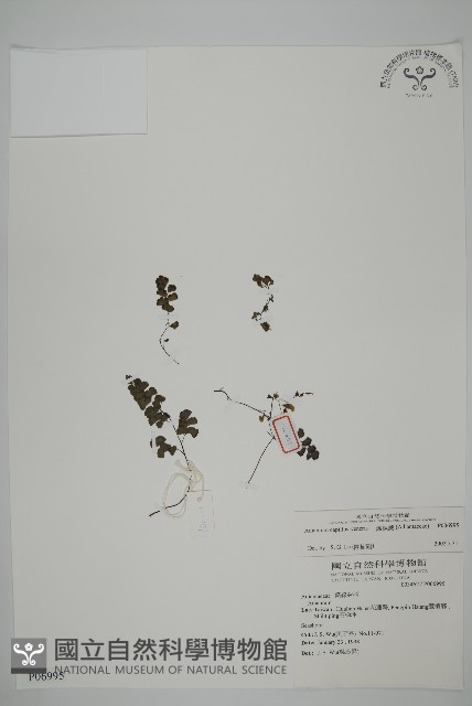 鐵線蕨藏品圖，第1張