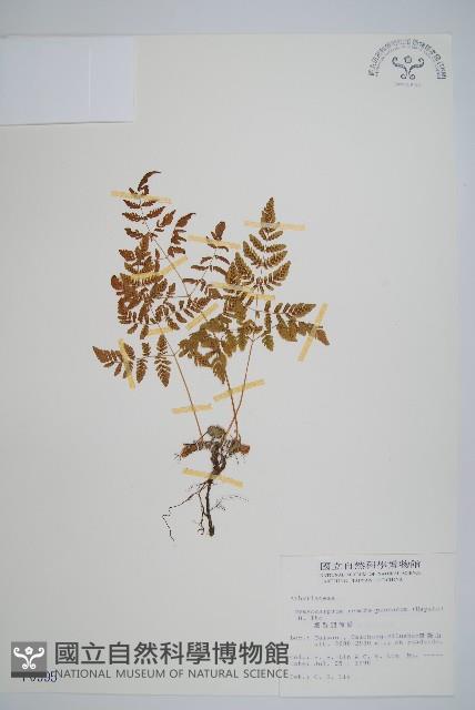 細裂羽節蕨藏品圖，第1張