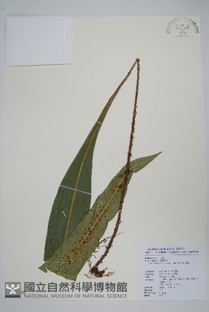 扇蕨藏品圖，第1張