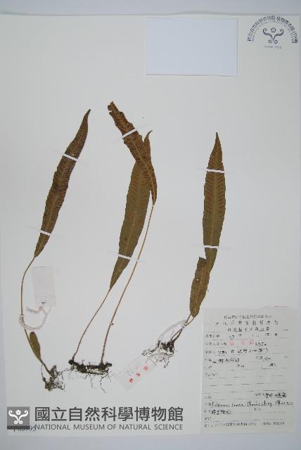 單葉雙蓋蕨藏品圖，第1張