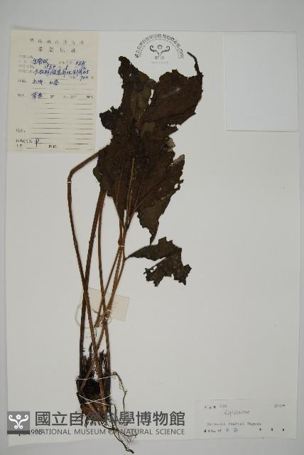 傅氏三叉蕨藏品圖，第1張