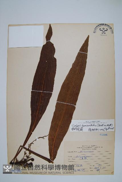 斷線蕨藏品圖，第1張