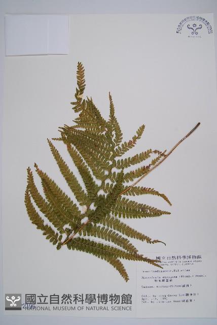 粗毛鱗蓋蕨藏品圖，第1張