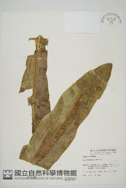 臺灣山蘇花藏品圖，第1張