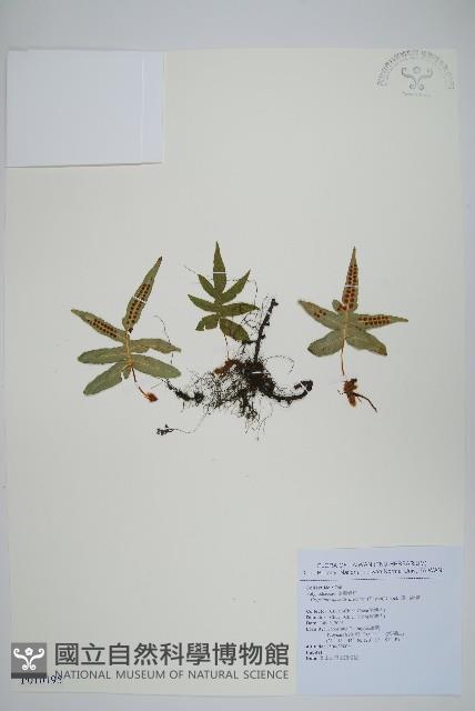 玉山茀蕨藏品圖，第1張