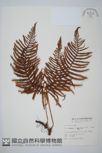 裡白藏品圖，第1張