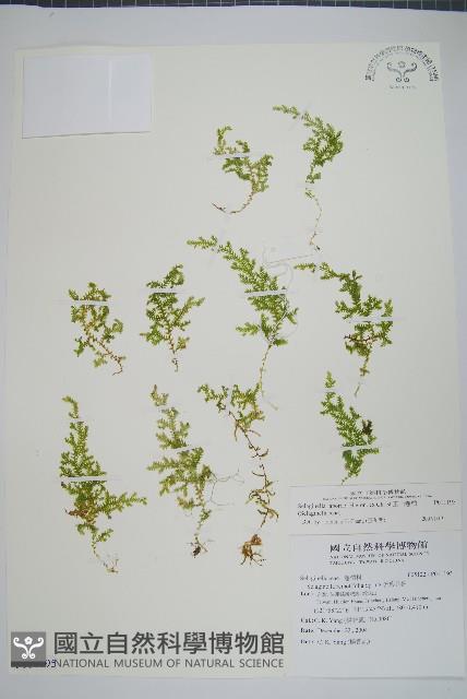 玉山卷柏藏品圖，第1張