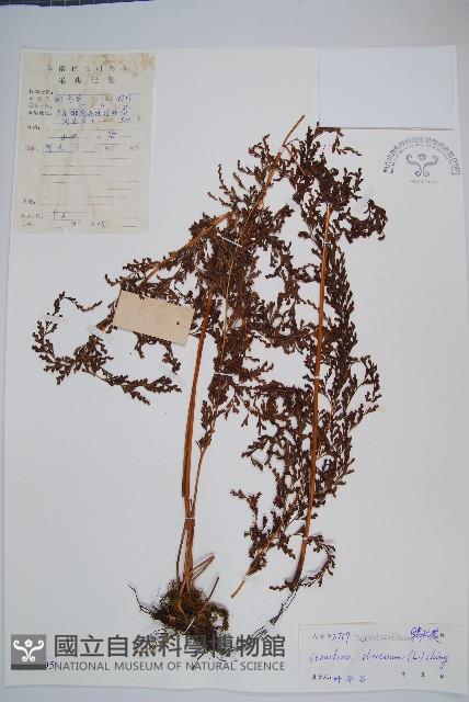 烏蕨藏品圖，第1張