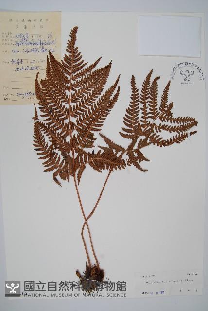 南海鱗毛蕨藏品圖，第1張