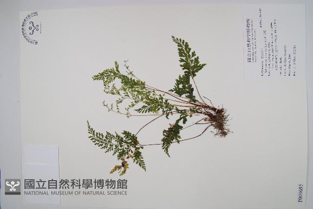 烏蕨藏品圖，第1張