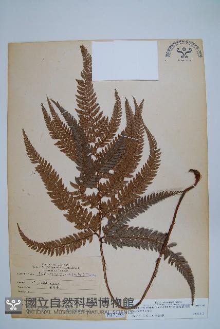 細葉複葉耳蕨藏品圖，第1張