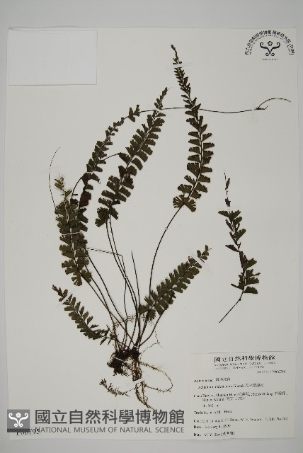 馬來鐵線蕨藏品圖，第1張