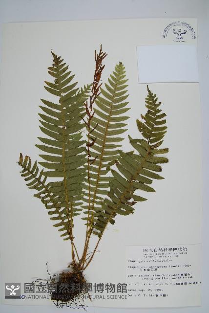 耳形瘤足蕨藏品圖，第1張