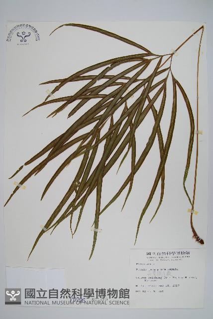 長葉鳳尾蕨藏品圖，第1張