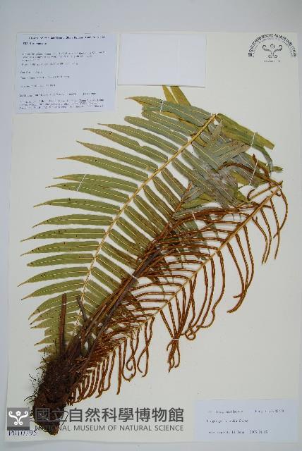 粉背瘤足蕨藏品圖，第1張