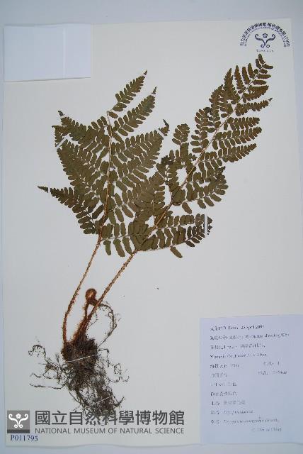 闊鱗鱗毛蕨藏品圖，第1張