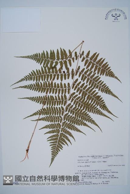 山蹄蓋蕨藏品圖，第1張