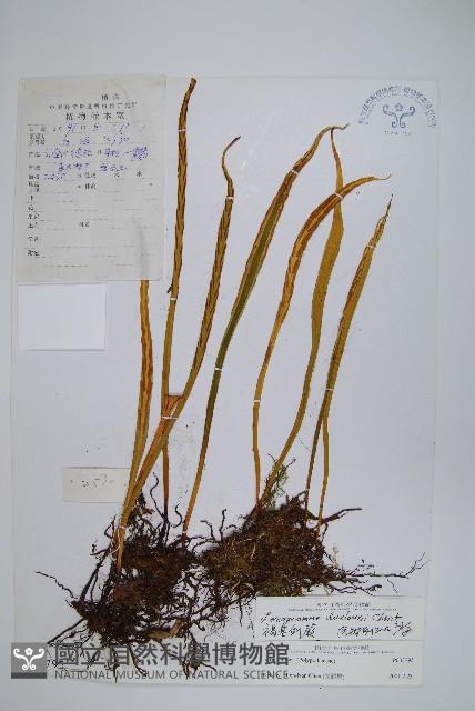 褐基劍蕨藏品圖，第1張